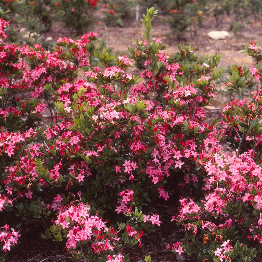 Weston's Sparkler azalea blooming in landscape